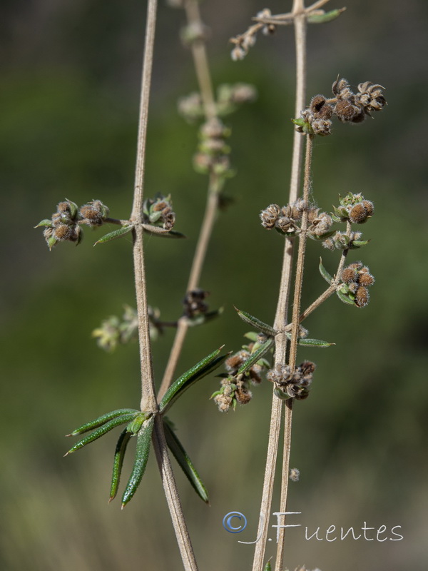 Galium pierredmondii.28
