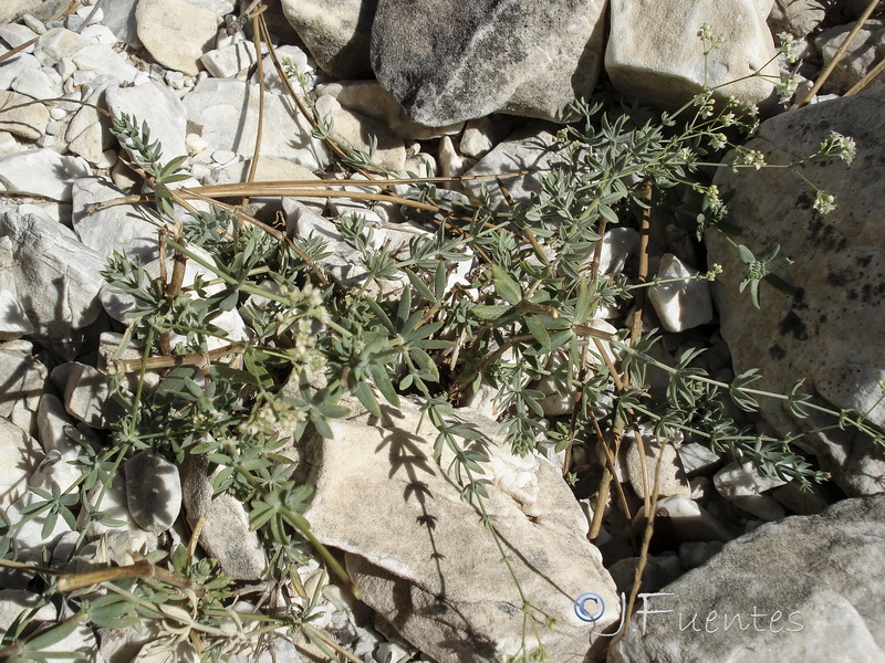 Galium pruinosum.01