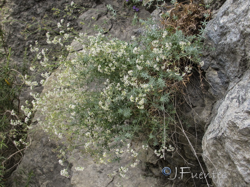 Galium pruinosum.03