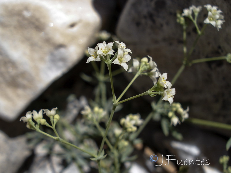 Galium pruinosum.05