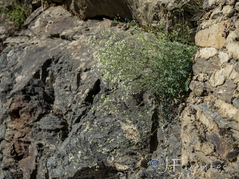 Galium pruinosum.06