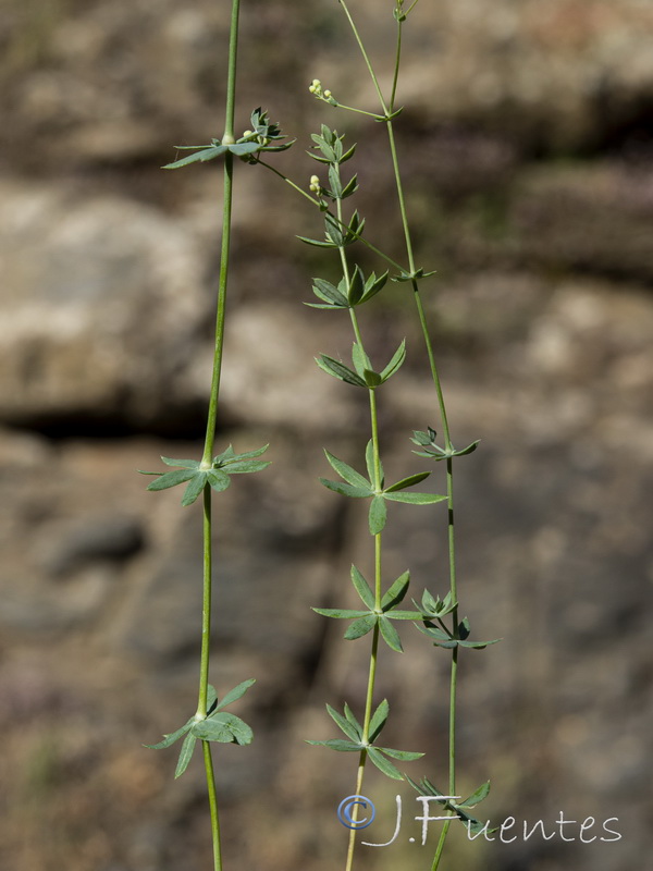 Galium pruinosum.07