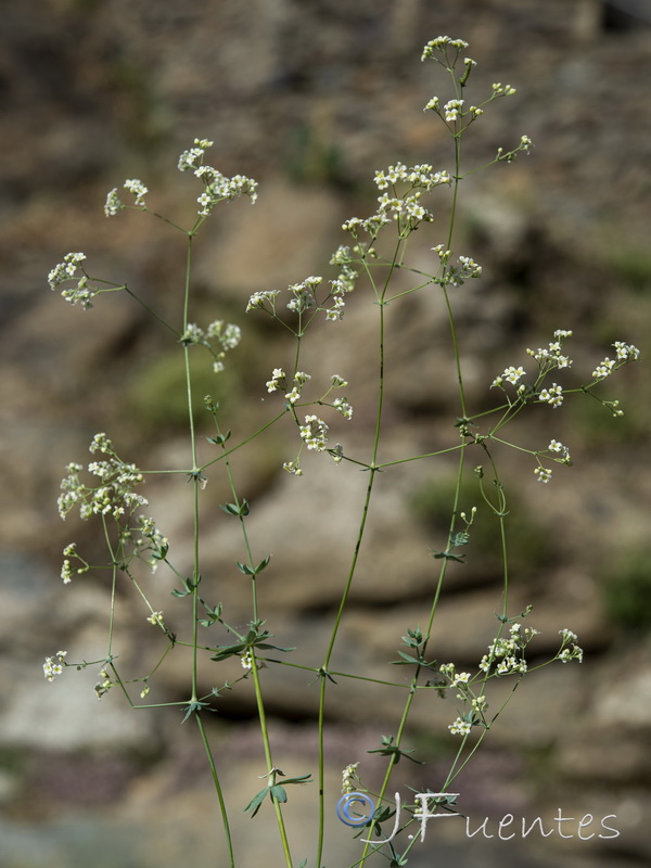 Galium pruinosum.04