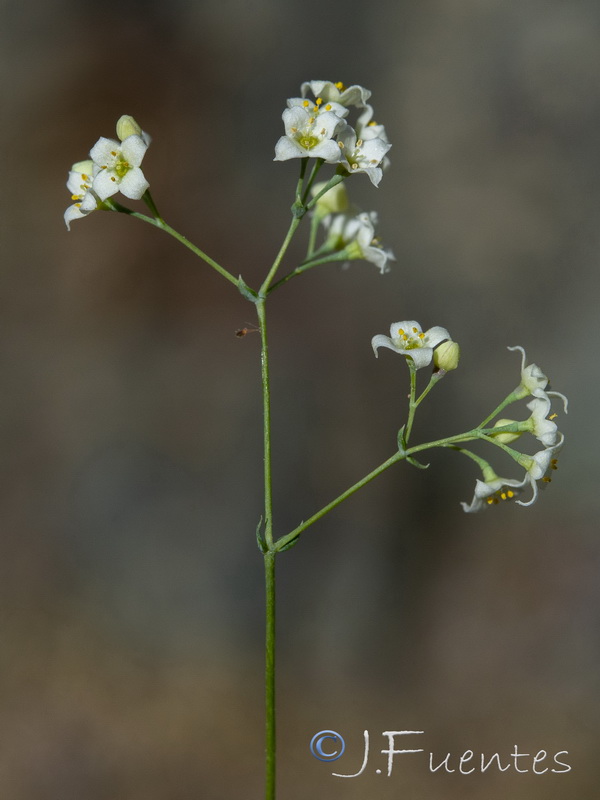 Galium pruinosum.09