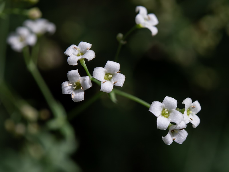 Galium pruinosum.13