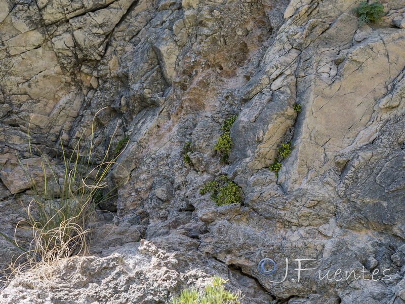 Galium pulvinatum.01