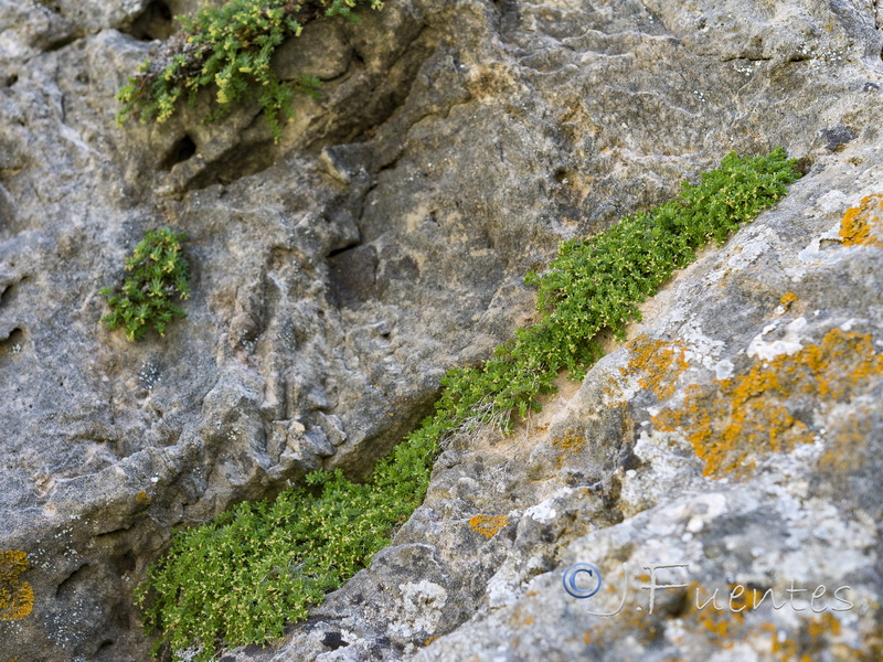 Galium pulvinatum.02