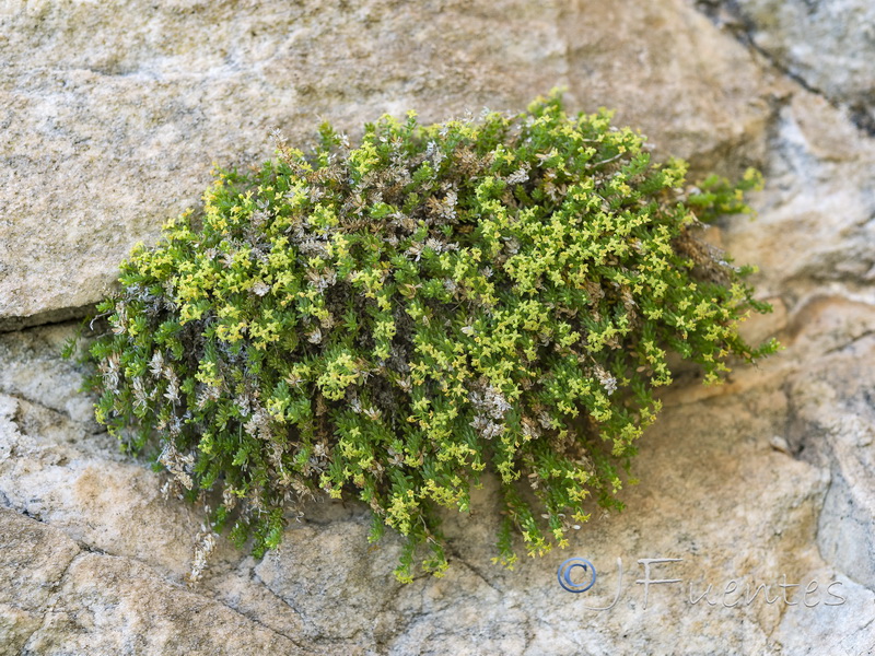 Galium pulvinatum.03