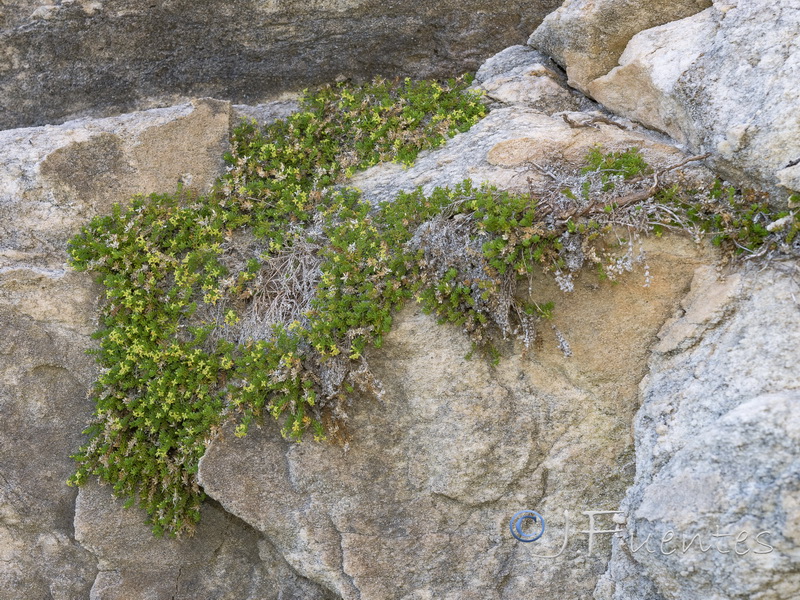 Galium pulvinatum.04