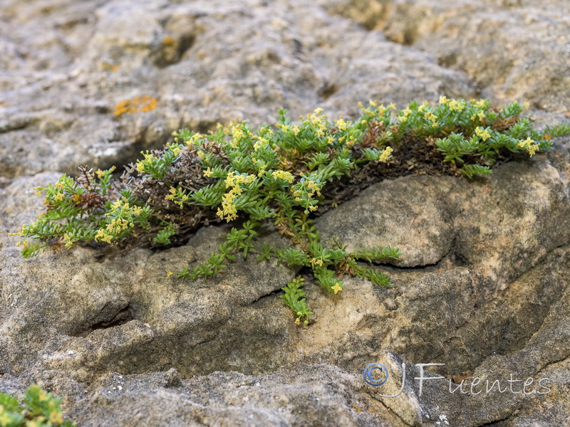 Galium pulvinatum.05