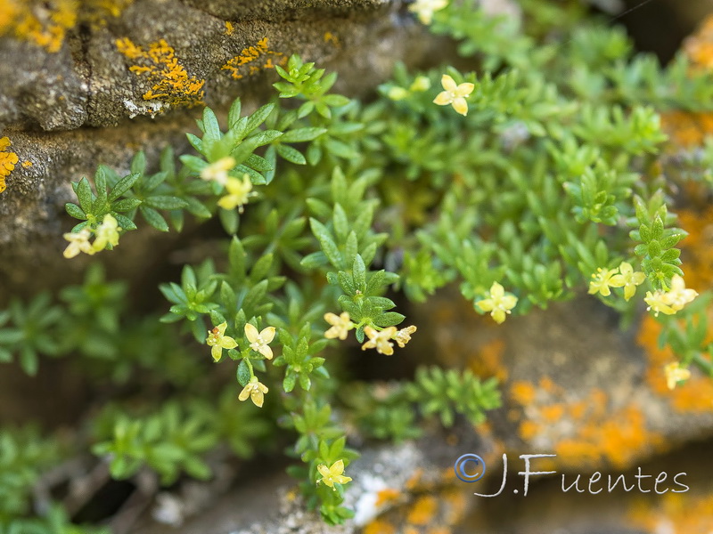 Galium pulvinatum.08