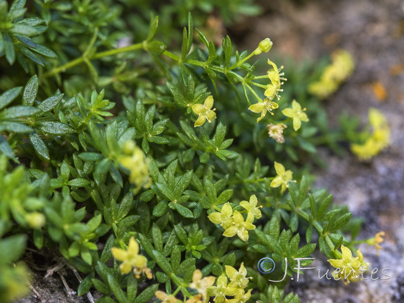 Galium pulvinatum.09