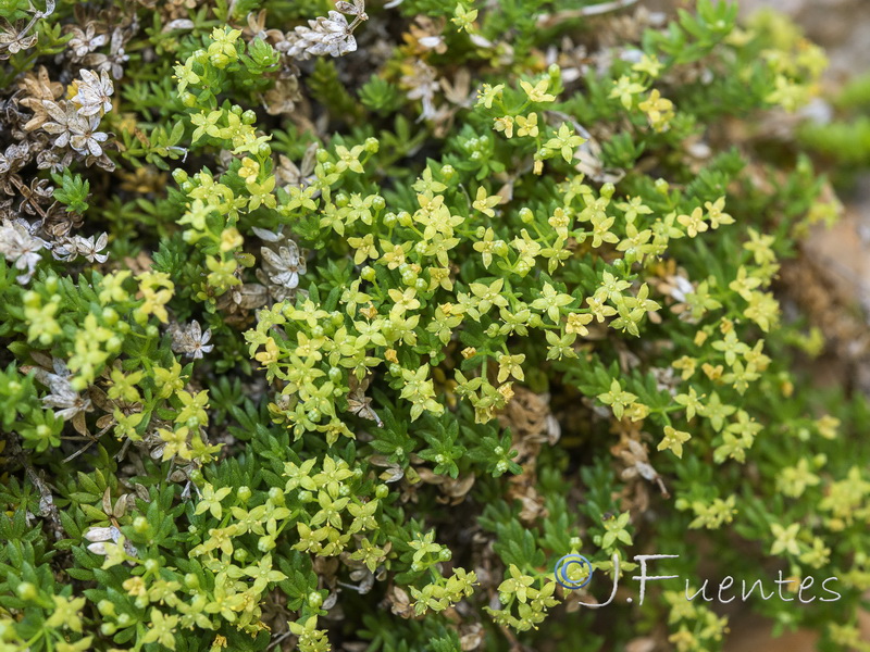 Galium pulvinatum.10