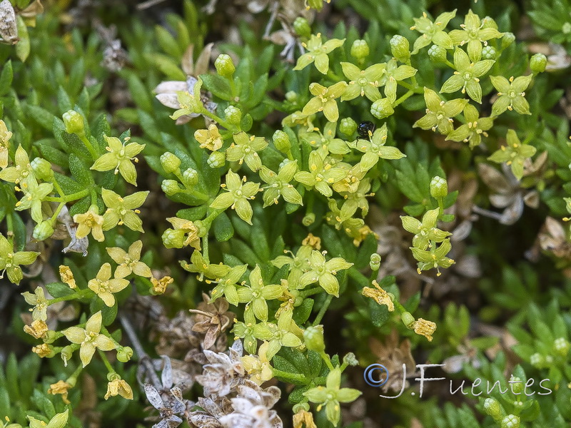 Galium pulvinatum.11