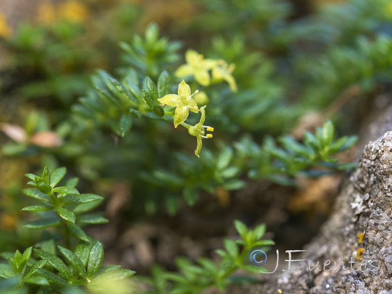 Galium pulvinatum.12