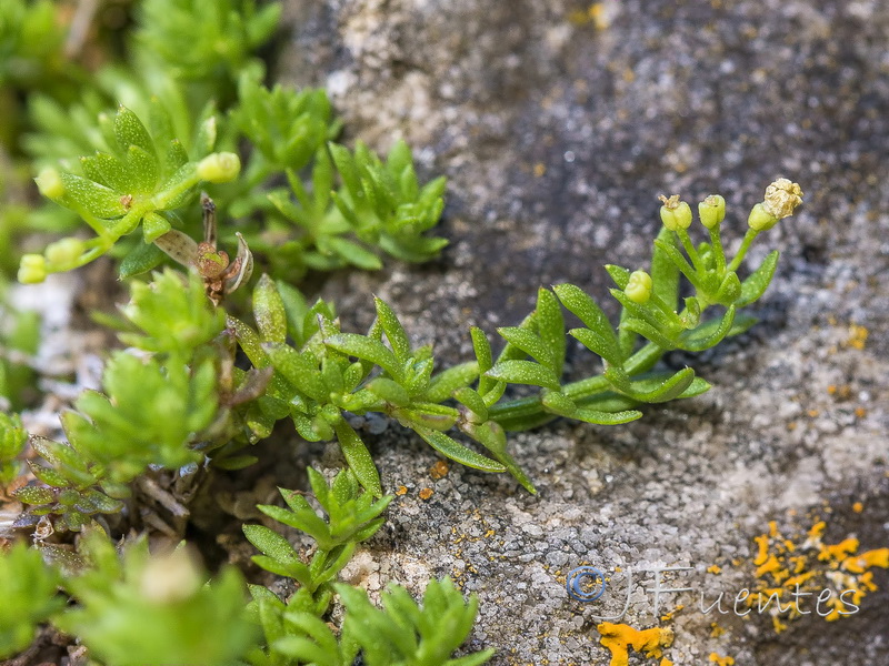 Galium pulvinatum.13