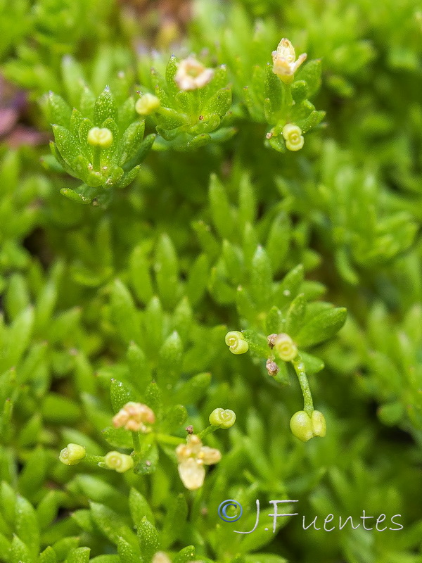 Galium pulvinatum.14