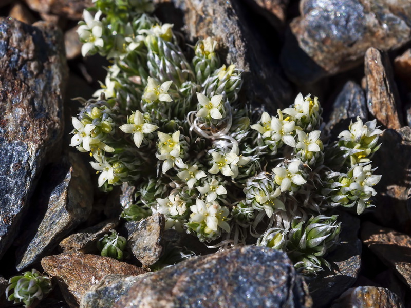 Galium pyrenaicum.02