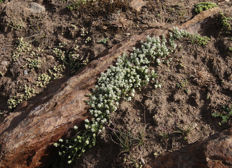 Galium pyrenaicum.06