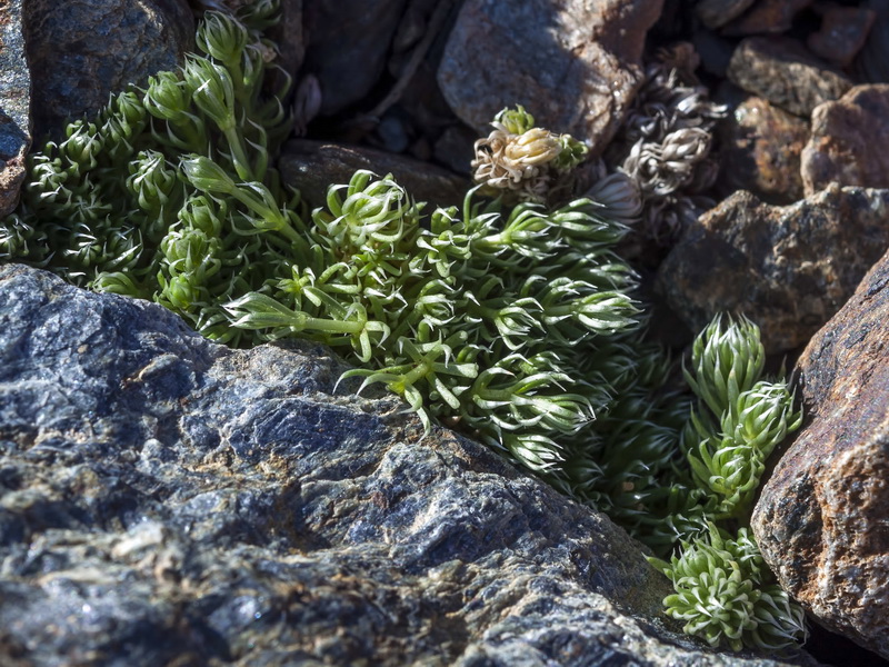 Galium pyrenaicum.07