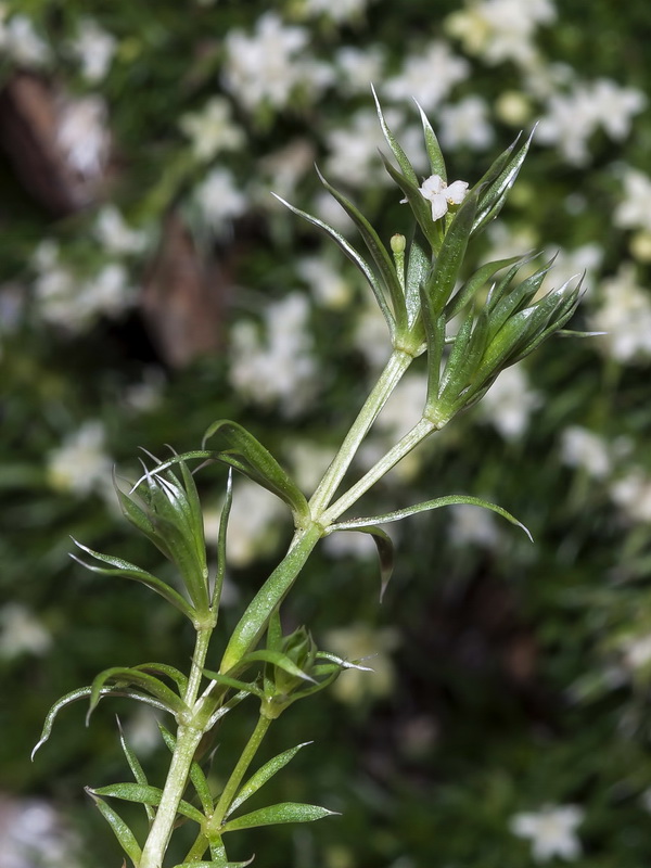 Galium pyrenaicum.08