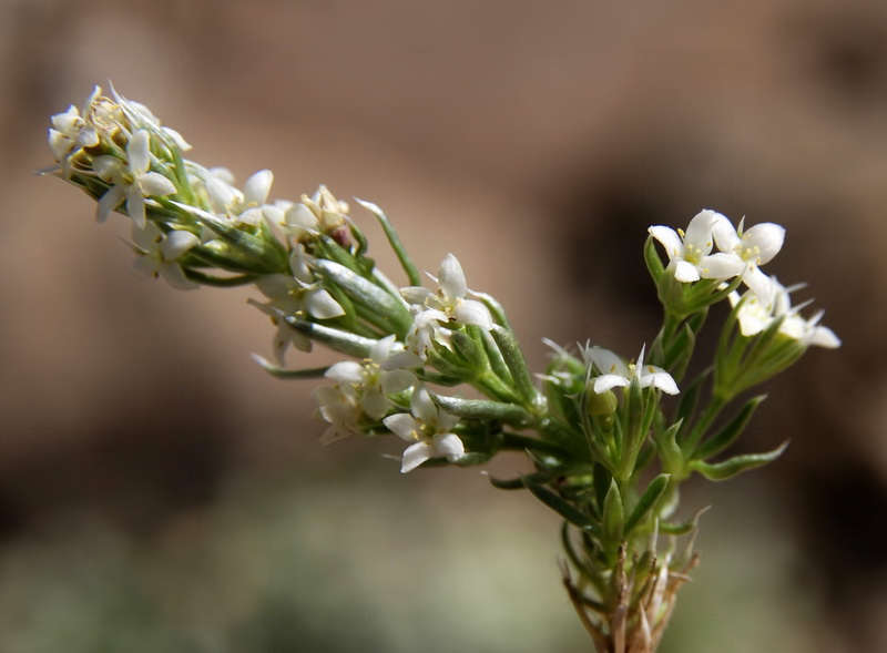 Galium pyrenaicum.09