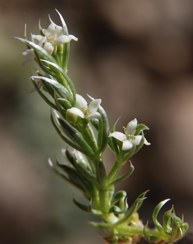 Galium pyrenaicum.10