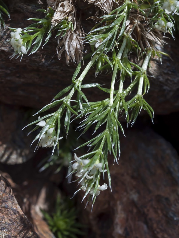 Galium pyrenaicum.11