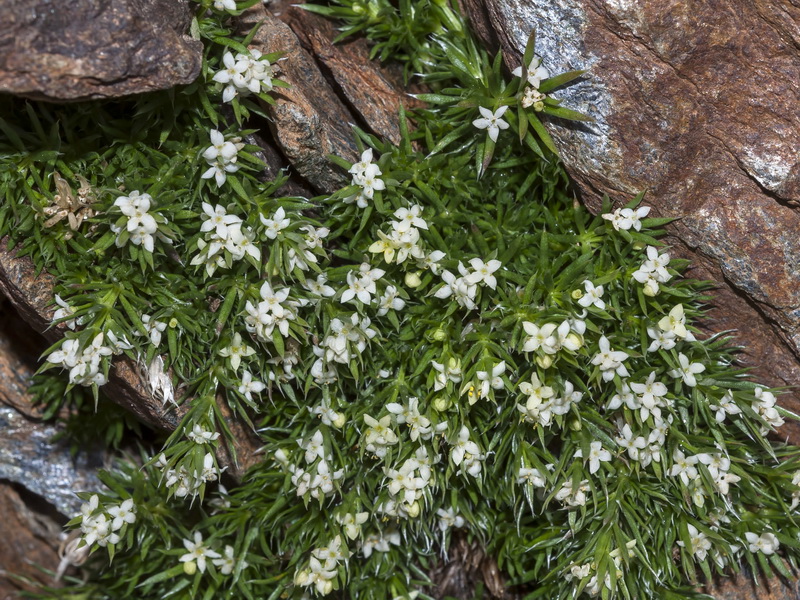 Galium pyrenaicum.12