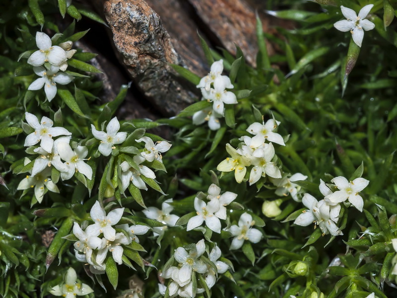 Galium pyrenaicum.13