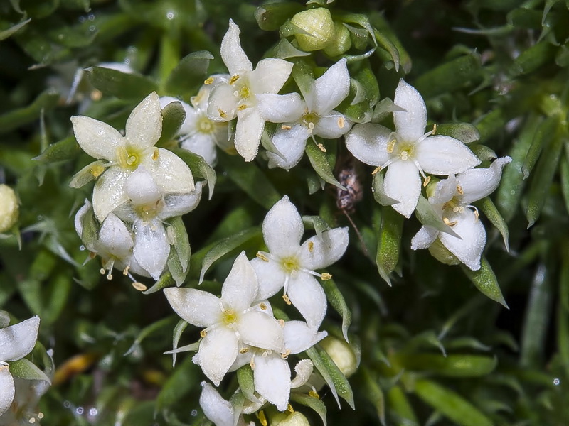 Galium pyrenaicum.14