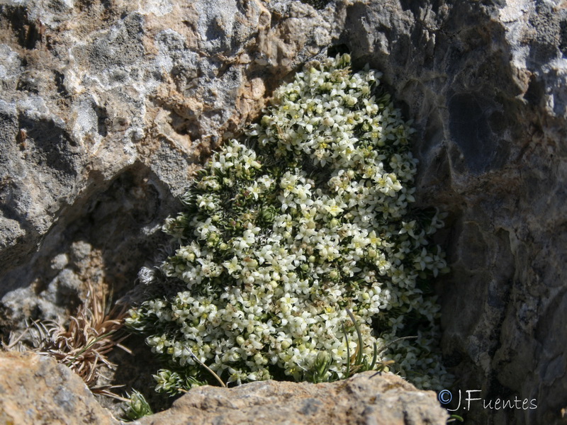 Galium pyrenaicum.16