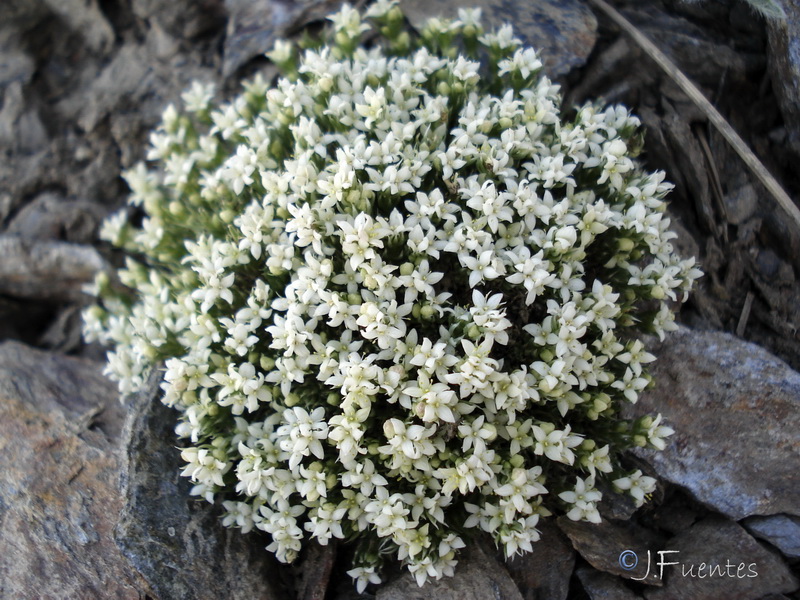 Galium pyrenaicum.17