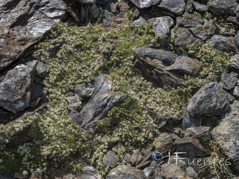 Galium pyrenaicum.18