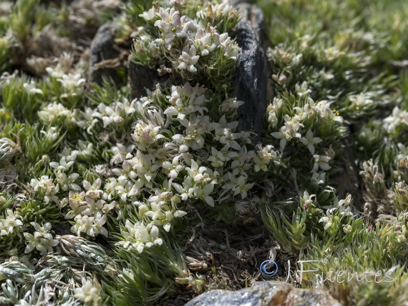 Galium pyrenaicum.21