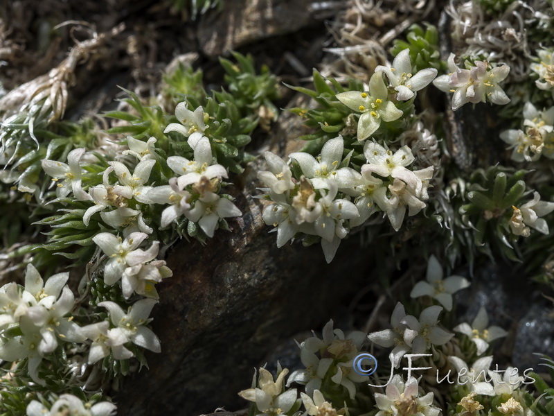 Galium pyrenaicum.22