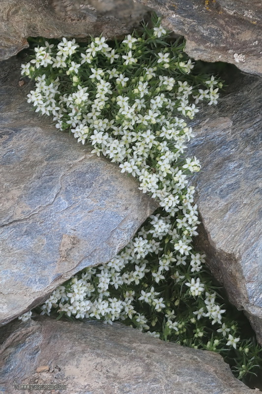 Galium pyrenaicum.18