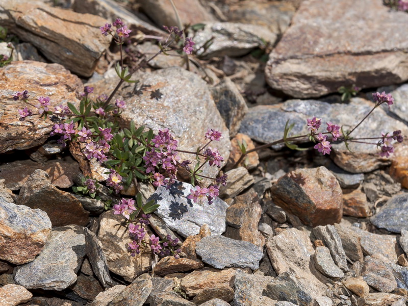 Galium rosellum.01