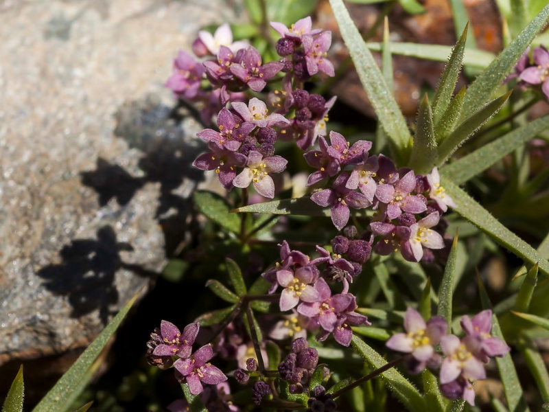 Galium rosellum.02