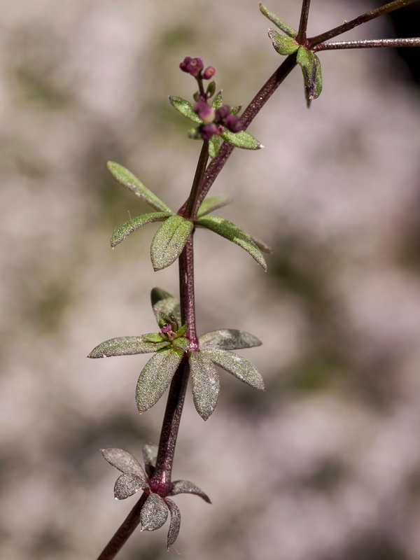 Galium rosellum.03