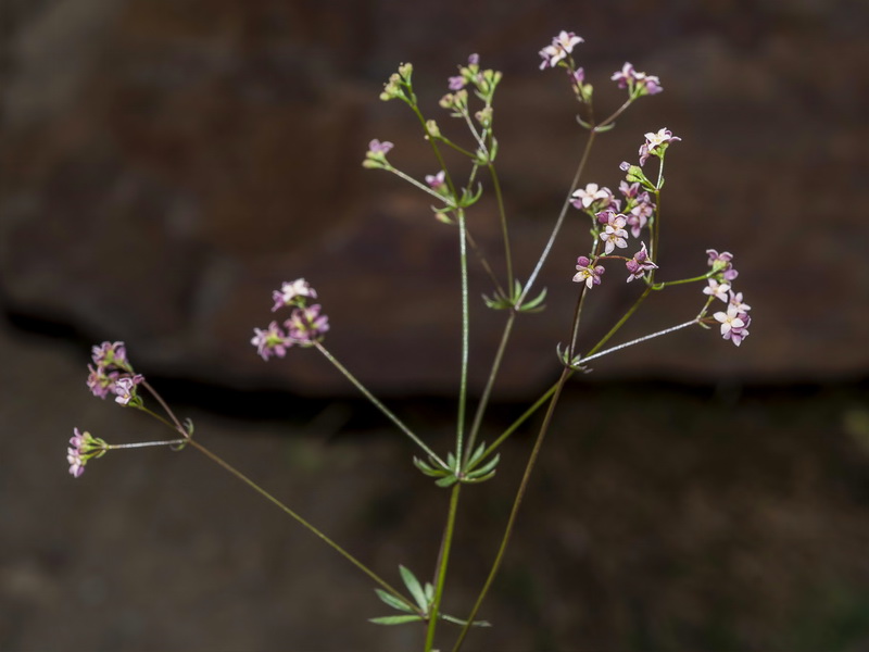 Galium rosellum.04