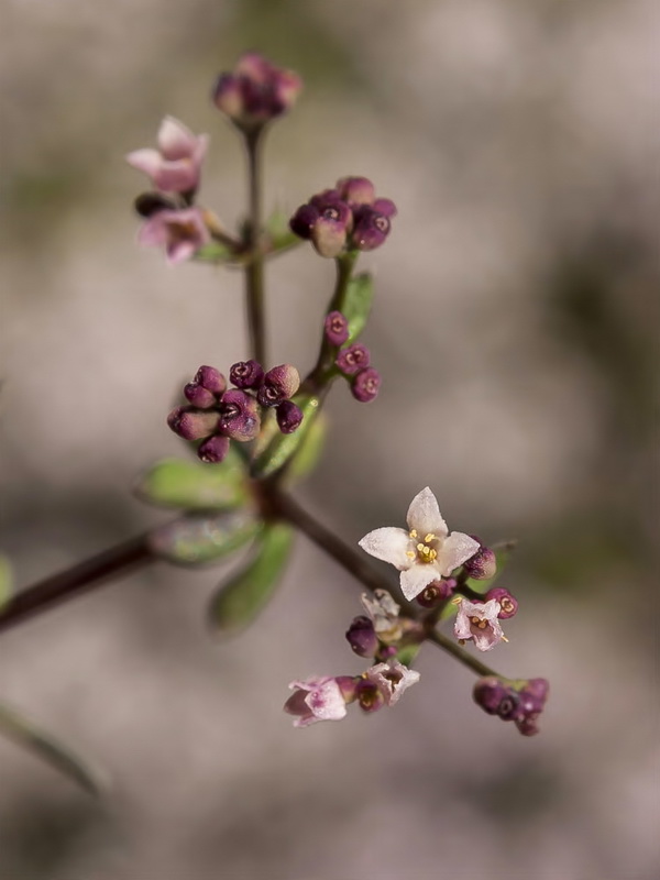 Galium rosellum.05