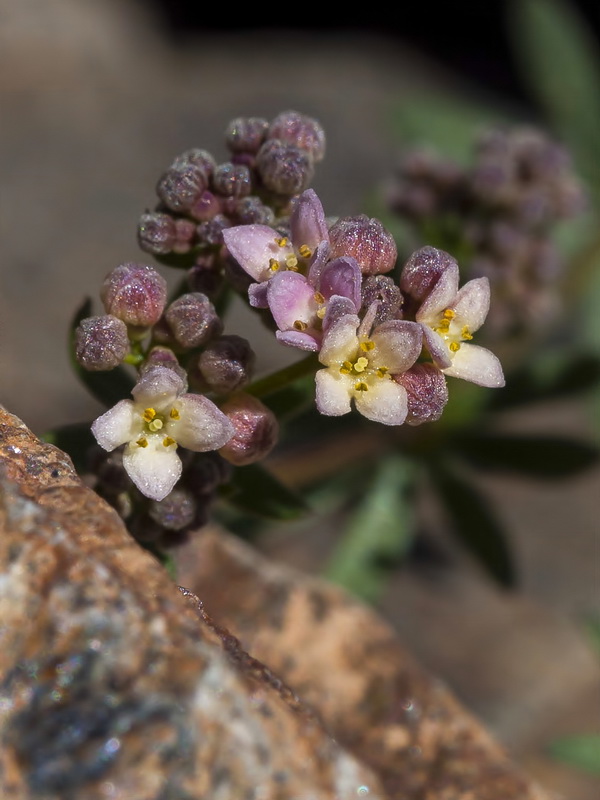 Galium rosellum.07