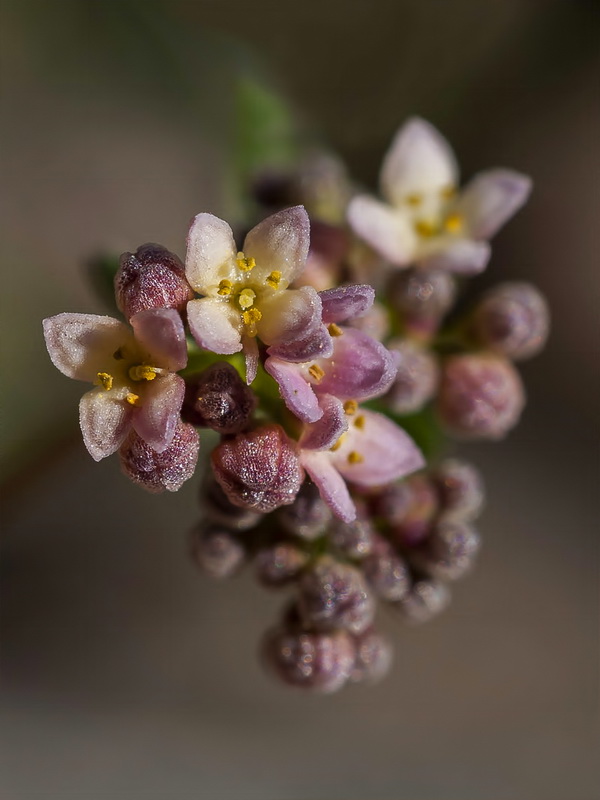 Galium rosellum.08