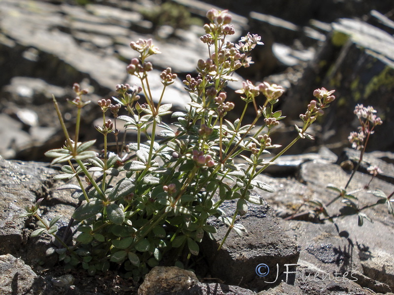 Galium rosellum.09