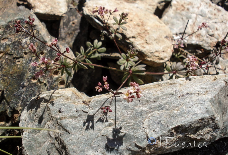 Galium rosellum.11