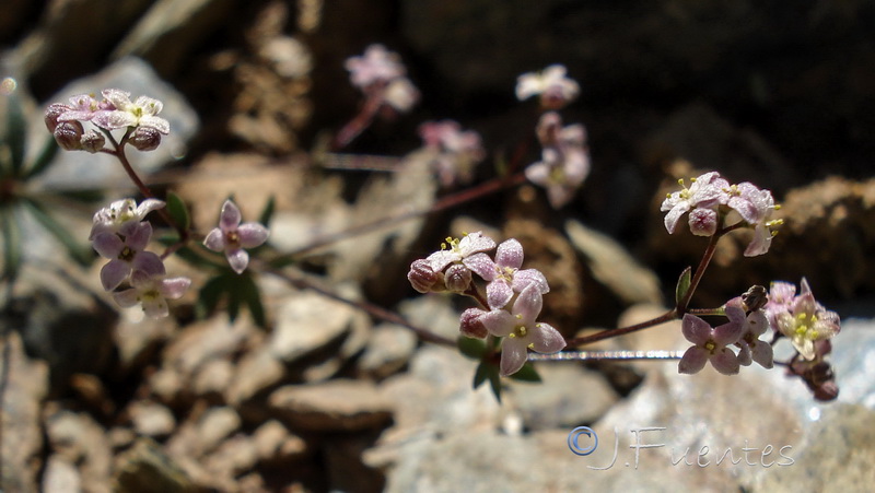 Galium rosellum.12