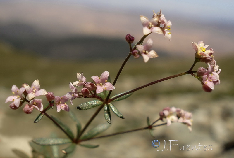 Galium rosellum.15