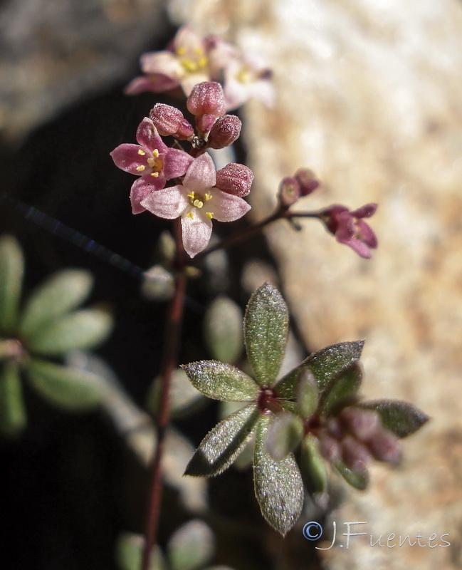 Galium rosellum.16