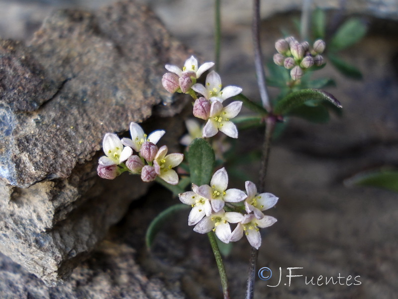Galium rosellum.17